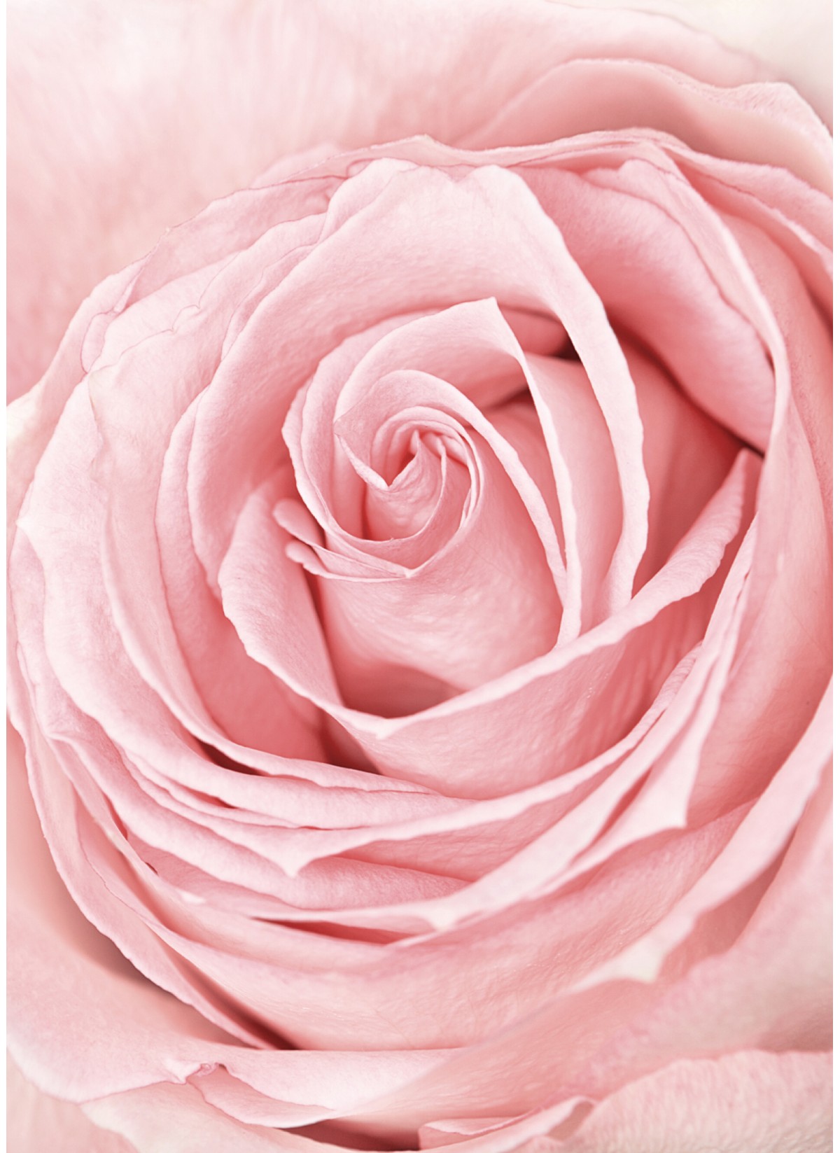 Poster Pink Rose Flower, L'AFFICHERIE