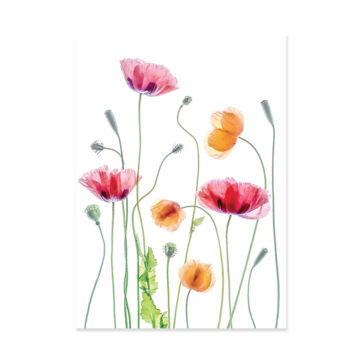 Affiche d'art - Poppies - Mandy Fisher, WALL EDITIONS