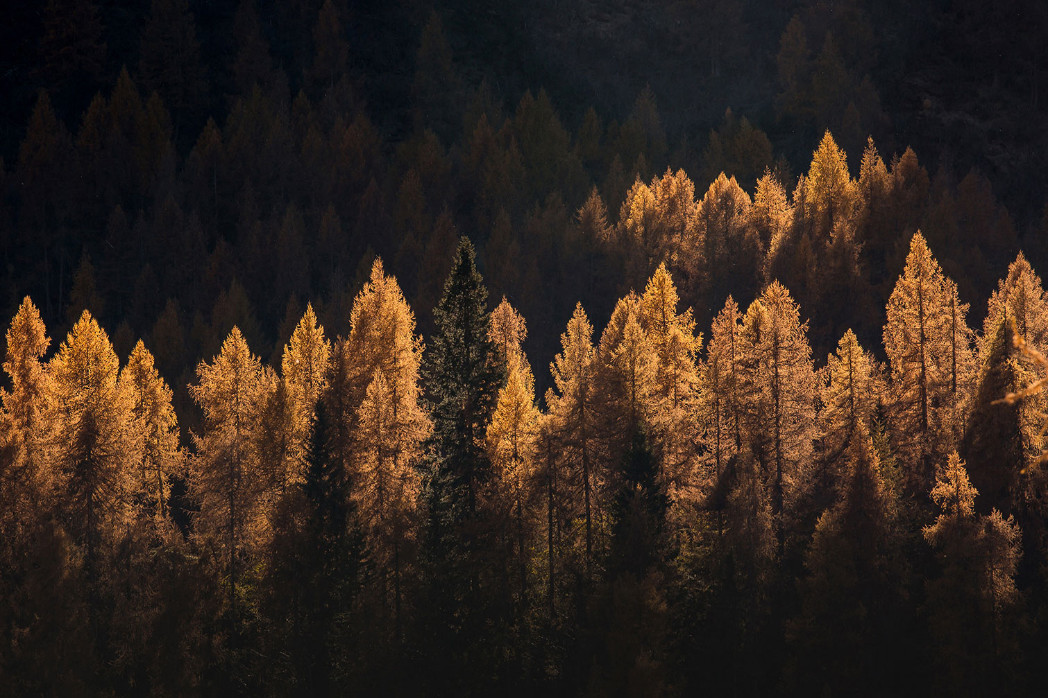 Tableau Mélèzes en automne, HEXOA