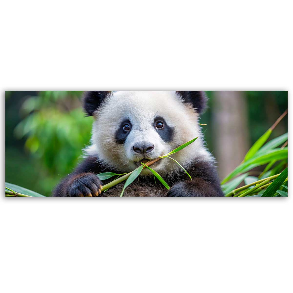 Tableau panoramique panda nature bambou, HEXOA