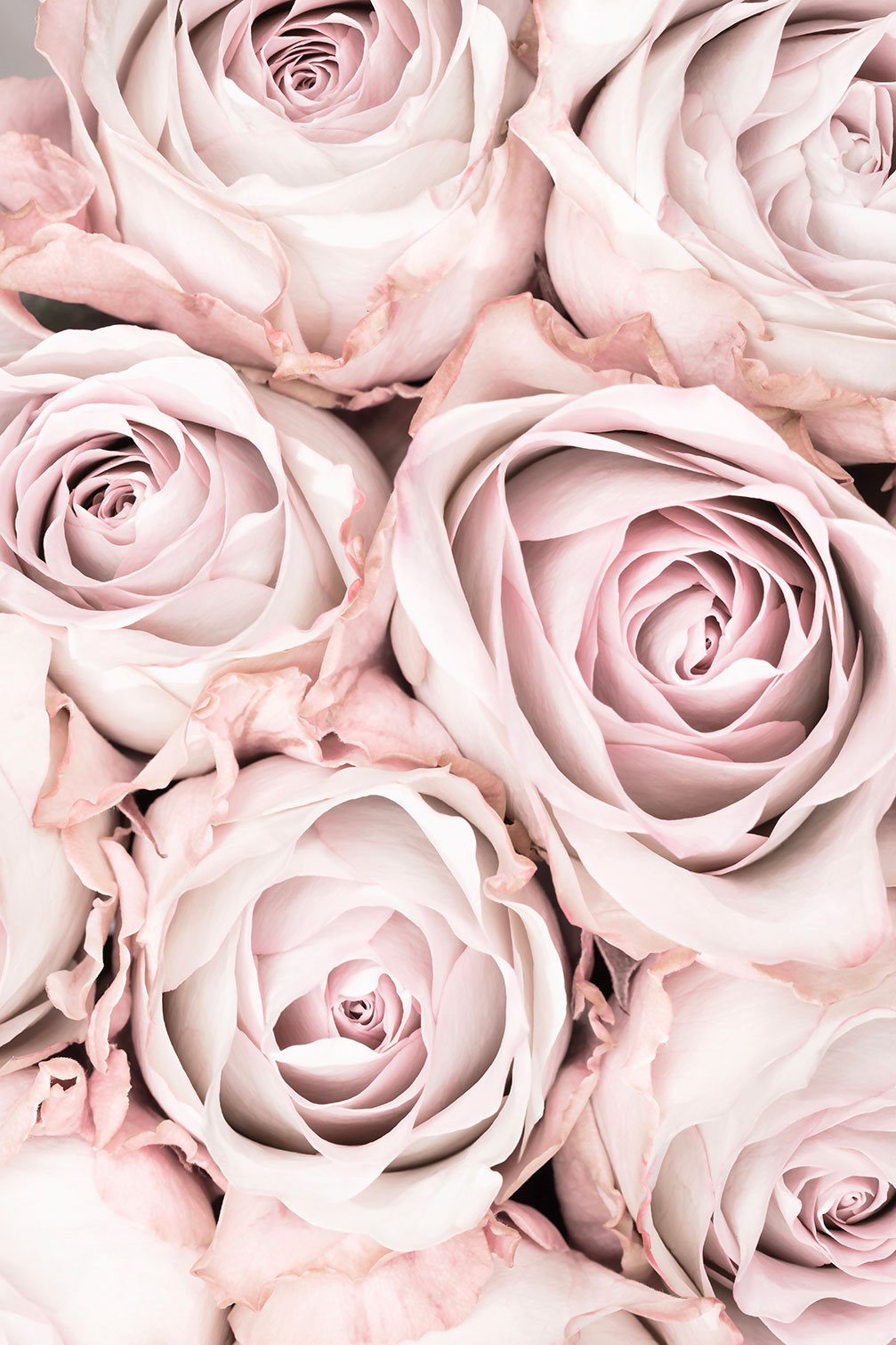 Tableau rosa alba, HEXOA