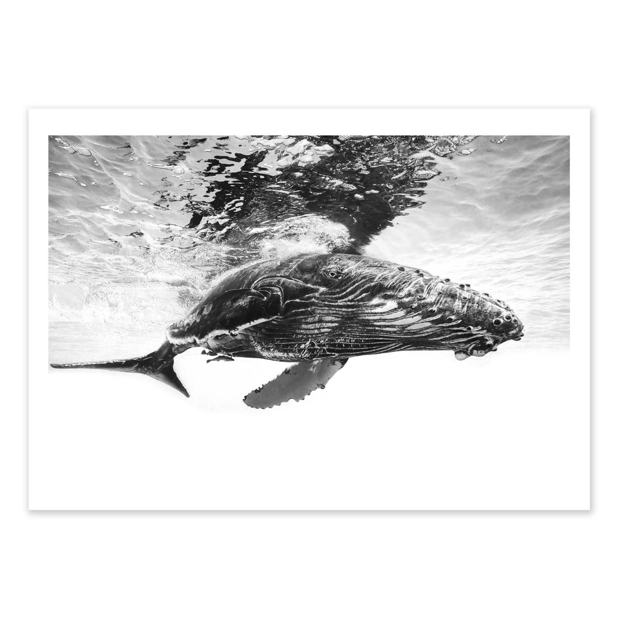 Affiche d'art - Humpback whale calf - Gabriel Barathieu, WALL EDITIONS