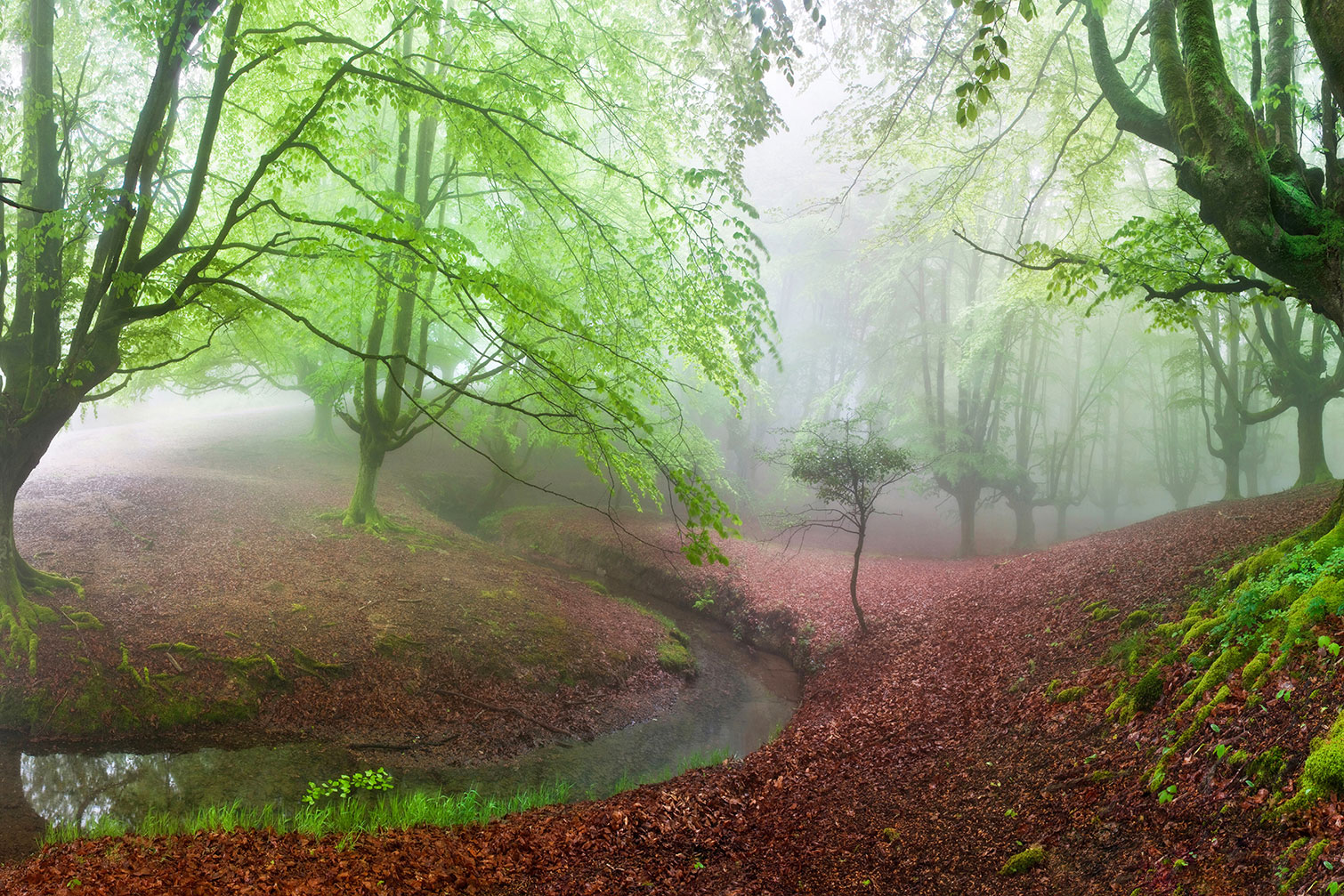 Tableau paysage de foret renaissance verte, HEXOA