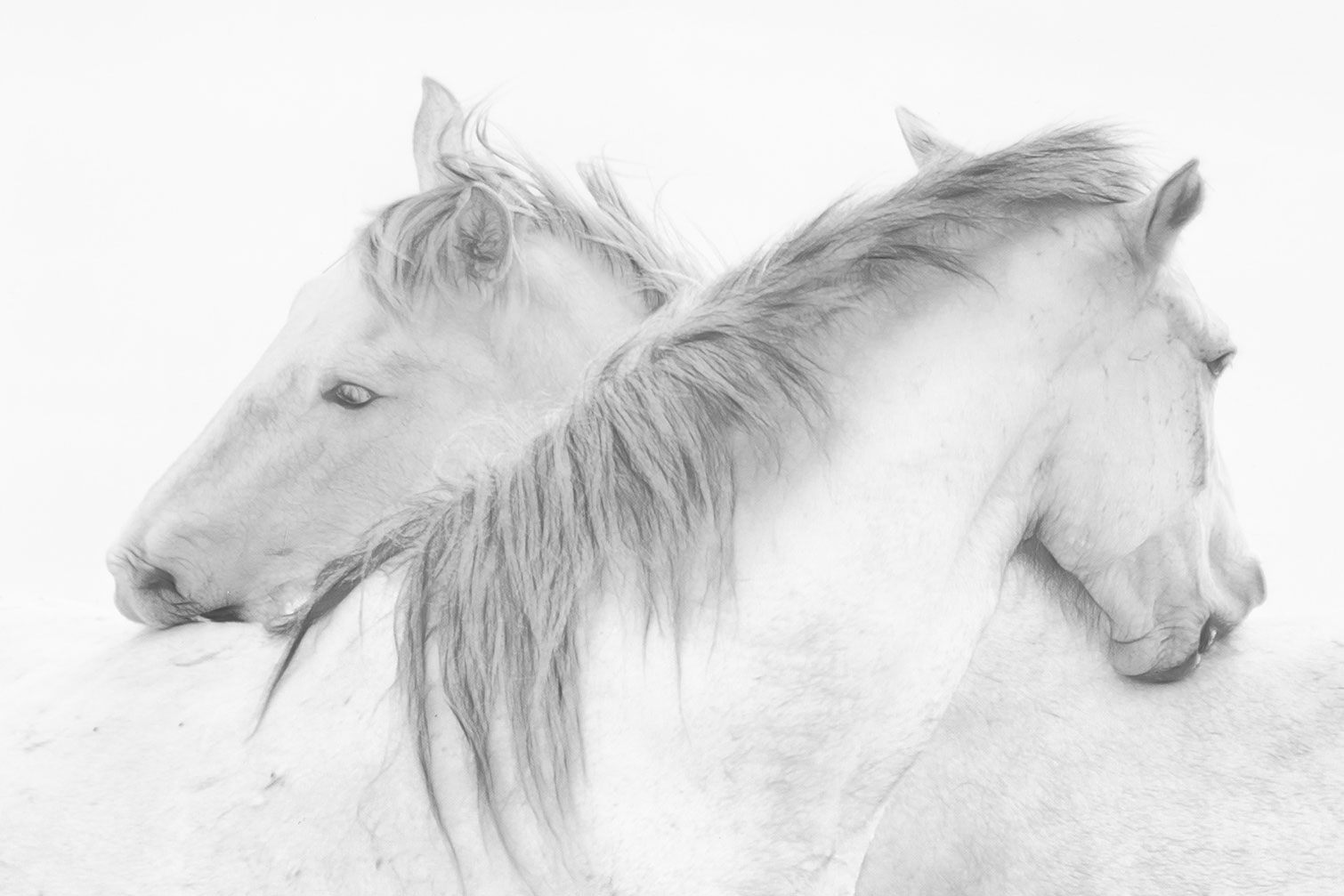 Tableau Chevaux blancs, HEXOA