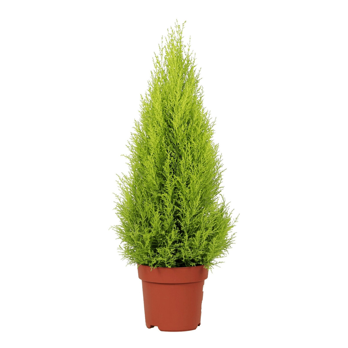 Planta Cupressus Goldcrest, BIOMA, BIOMA PLANTS