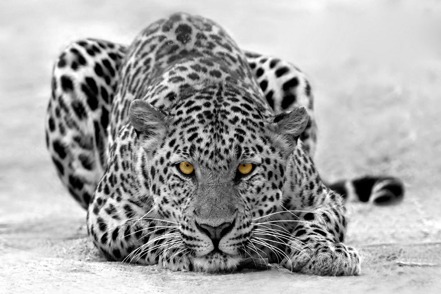 Tableau leopard noir et blanc, HEXOA