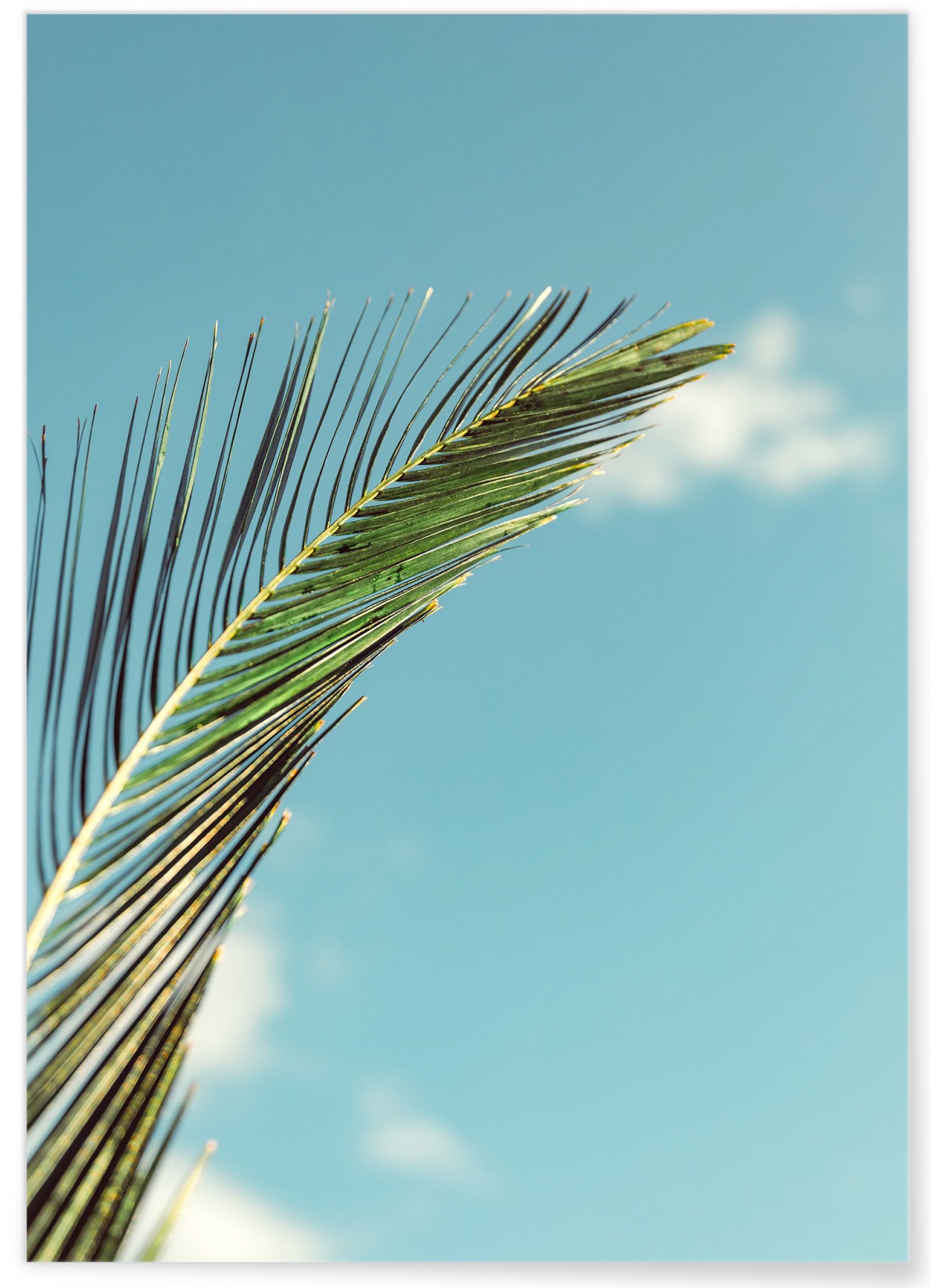 Poster Palm Trees 3, L'AFFICHERIE