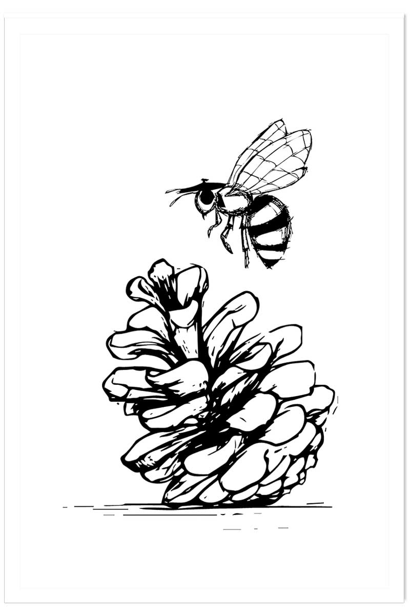 Poster pomme de pins et abeille, HEXOA
