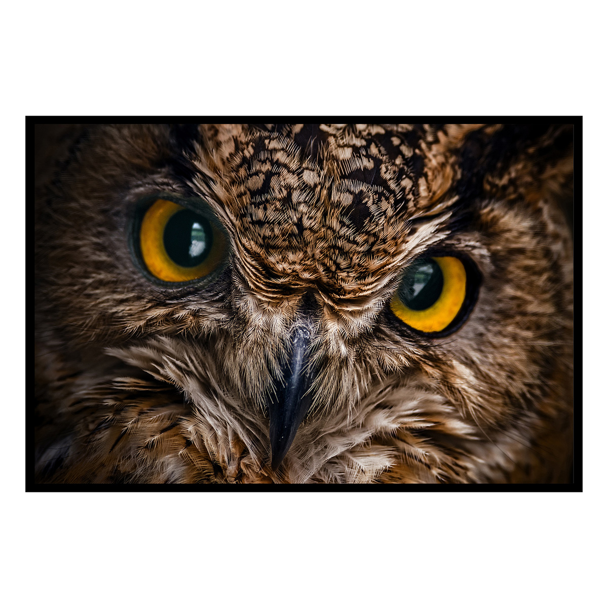 Affiche encadrée hibou en gros plan, HEXOA