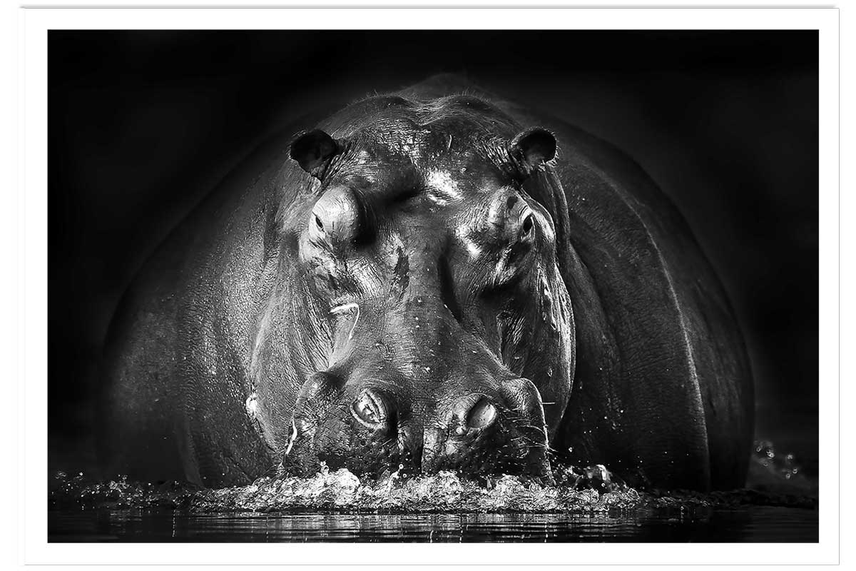 Affiche animaux portrait hippo, HEXOA