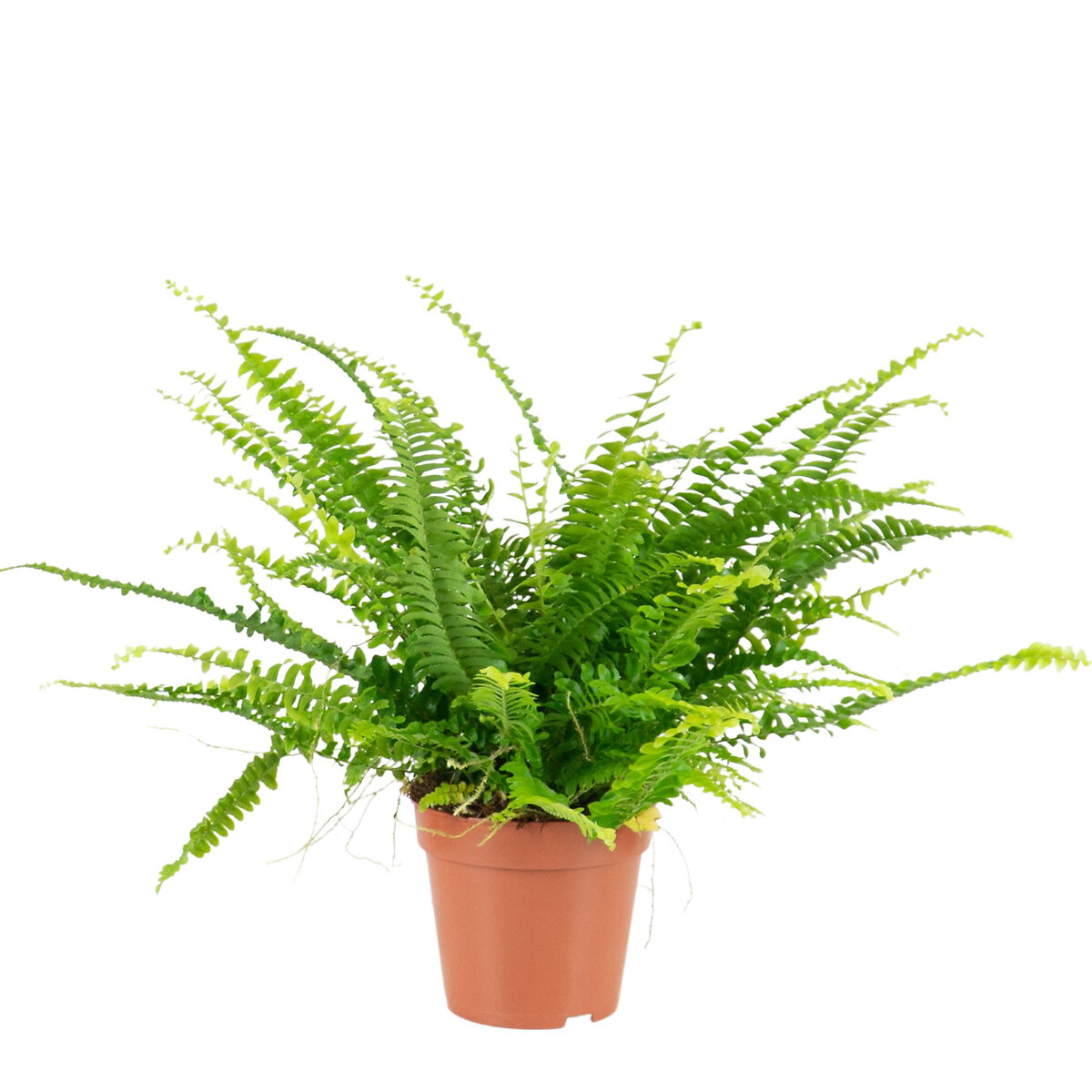 Planta Nephrolepis Exaltata, BIOMA , BIOMA PLANTS