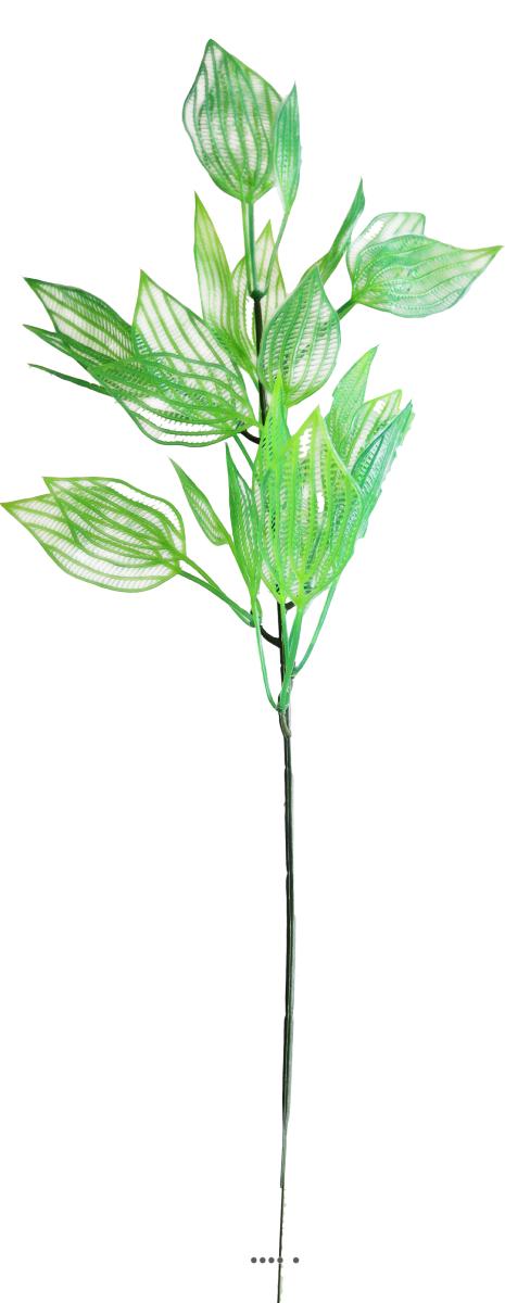 Branche de feuilles d'aponogeton fa, ARTIFICIELLES