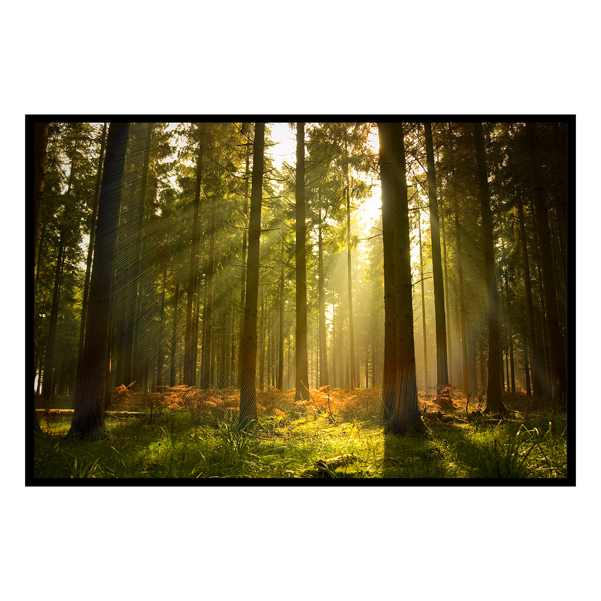 Affiche encadrée forêt baignée de lumière dorée, HEXOA
