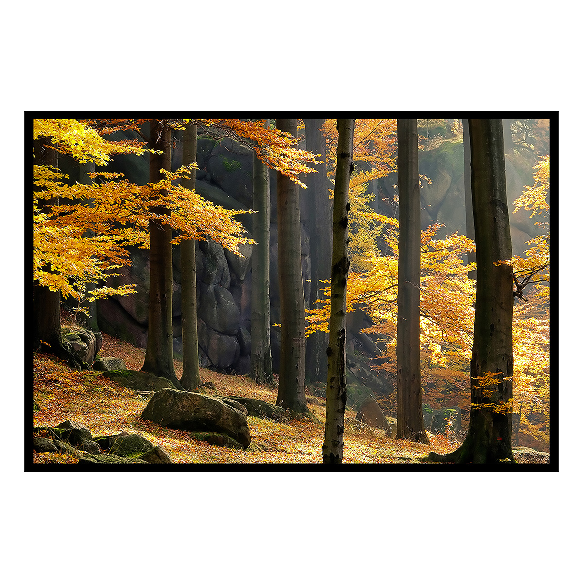 Affiche encadrée forêt d’automne aux couleurs chaudes, HEXOA