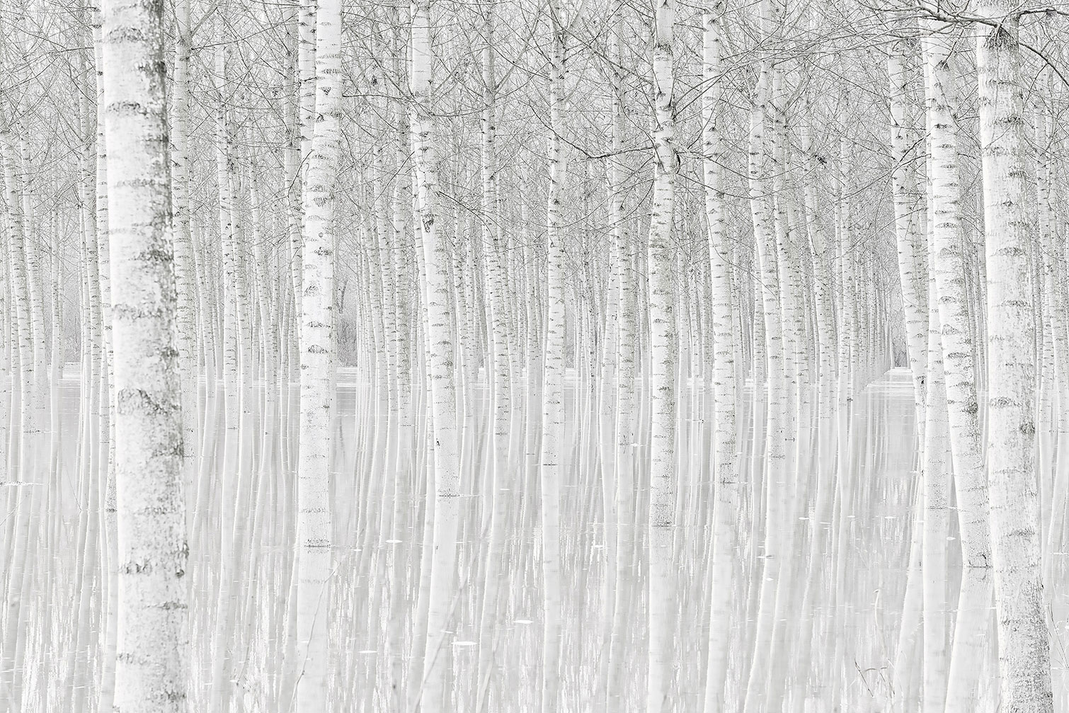 Tableau nature perspective trees, HEXOA