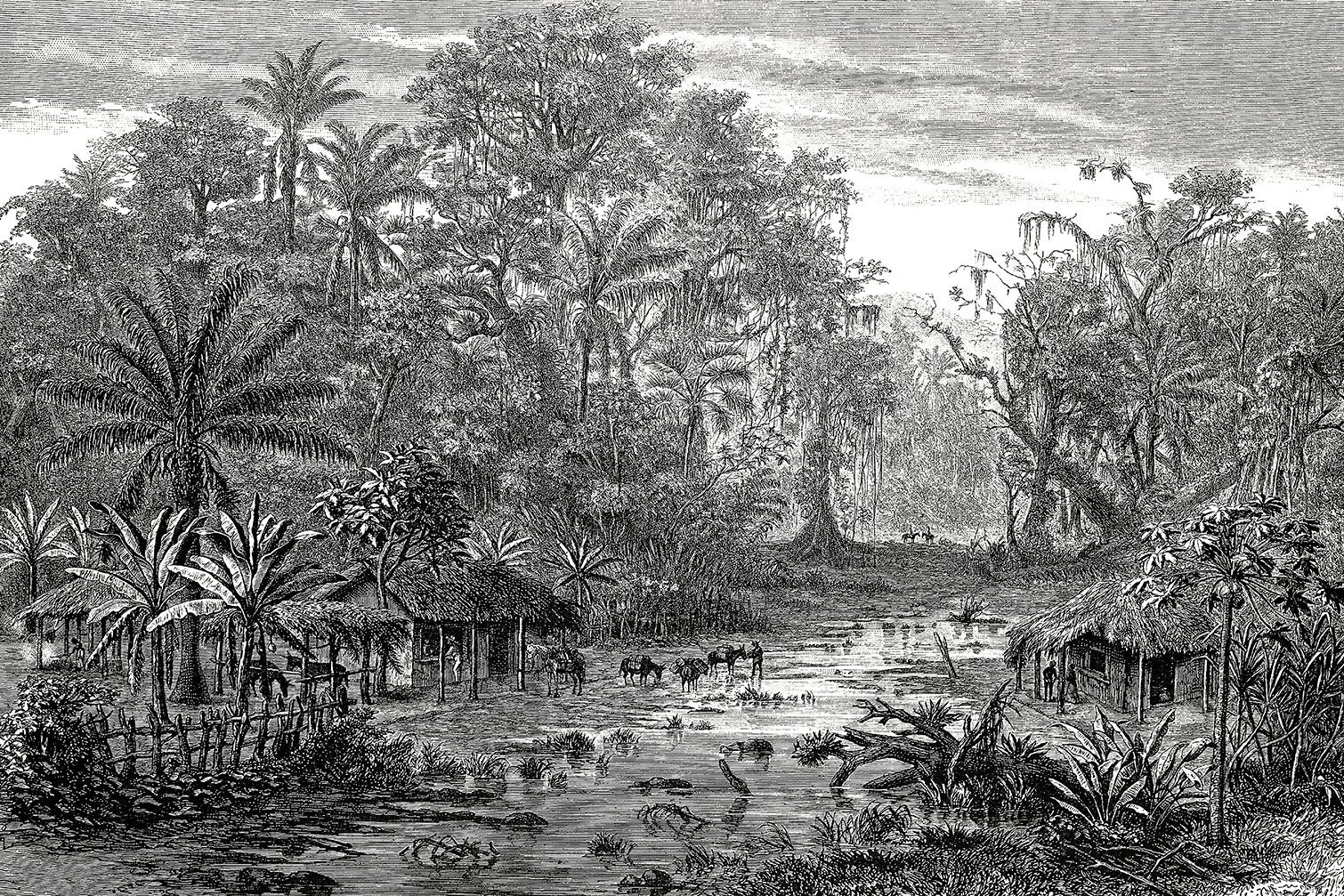 Tableau gravure forêt de mangroves, HEXOA