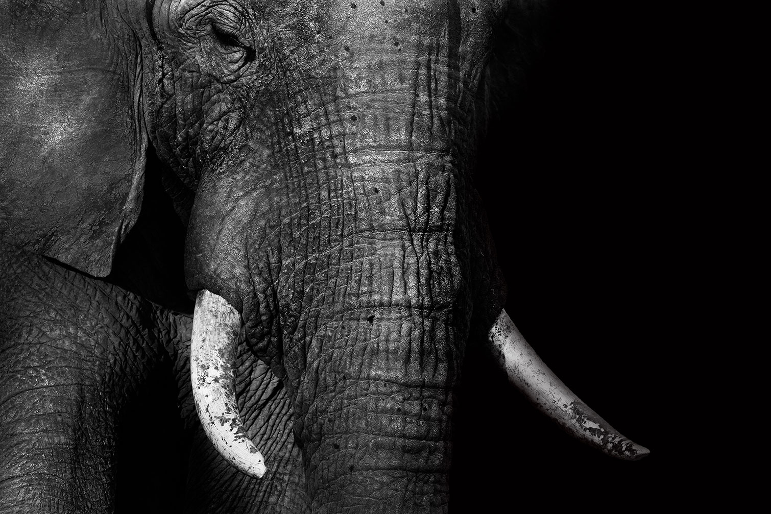 Tableau animaux elephant loxodonta africana, HEXOA