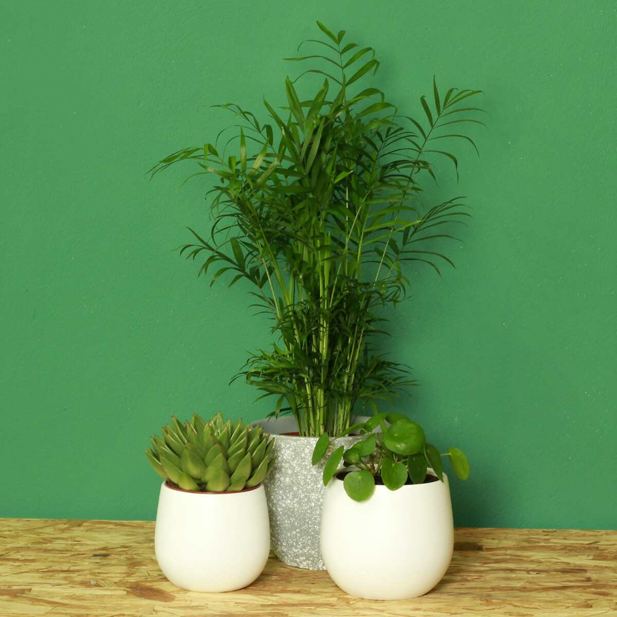 Planta Pet friendly (conjunto 3), BIOMA, BIOMA PLANTS