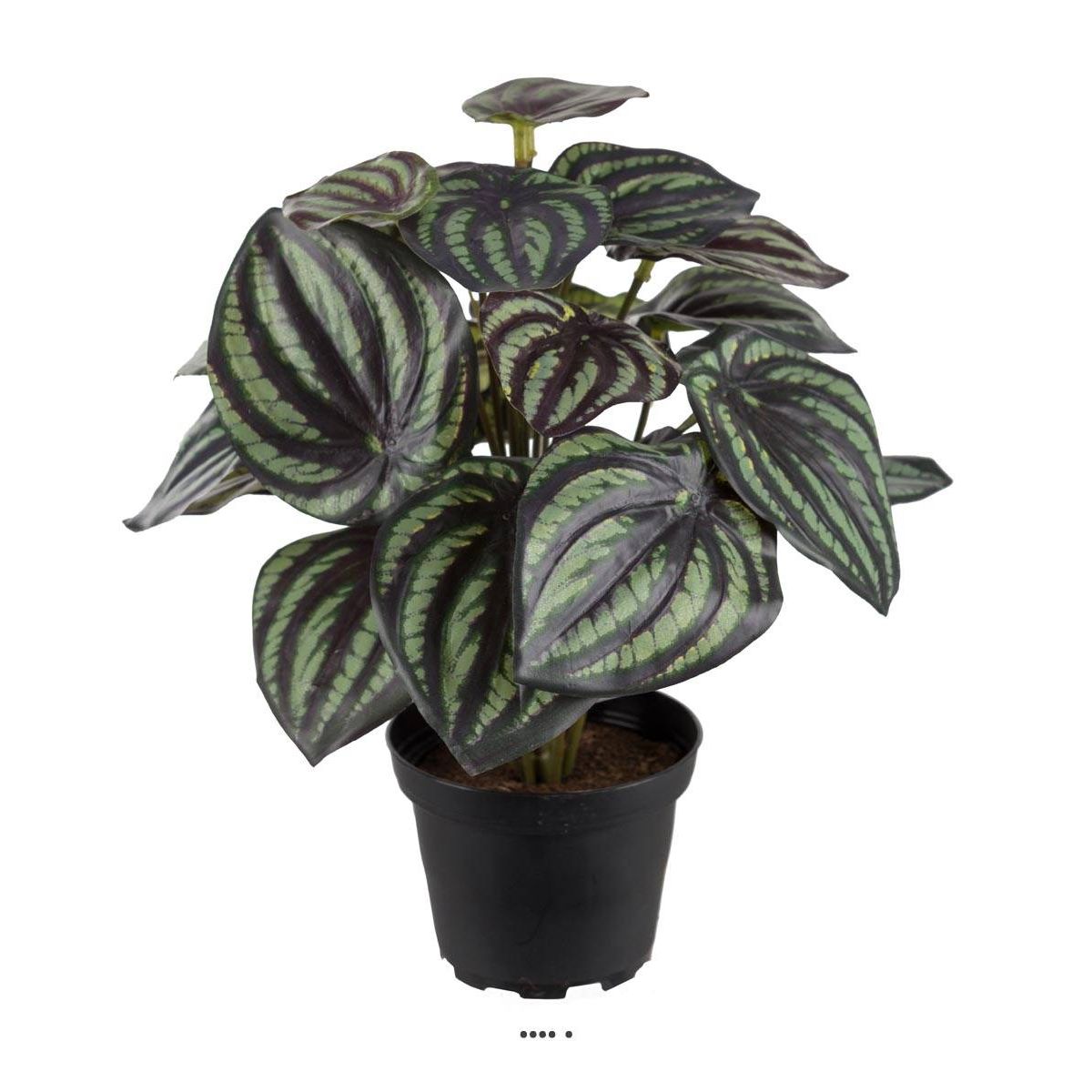Peperomia fausse plante en pot lesté h25cmd20cm top qualité blanc-vert -  dimhaut: h 25 cm - couleur: blanc-vert Artificielles | La Redoute
