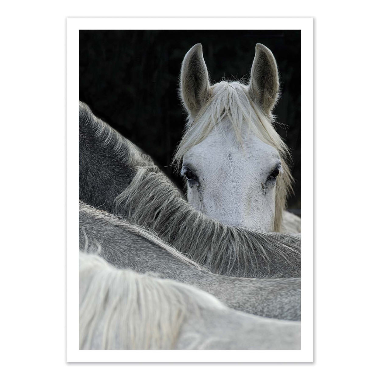 Affiche d'art - Look Horse - Milan Malovrh, WALL EDITIONS