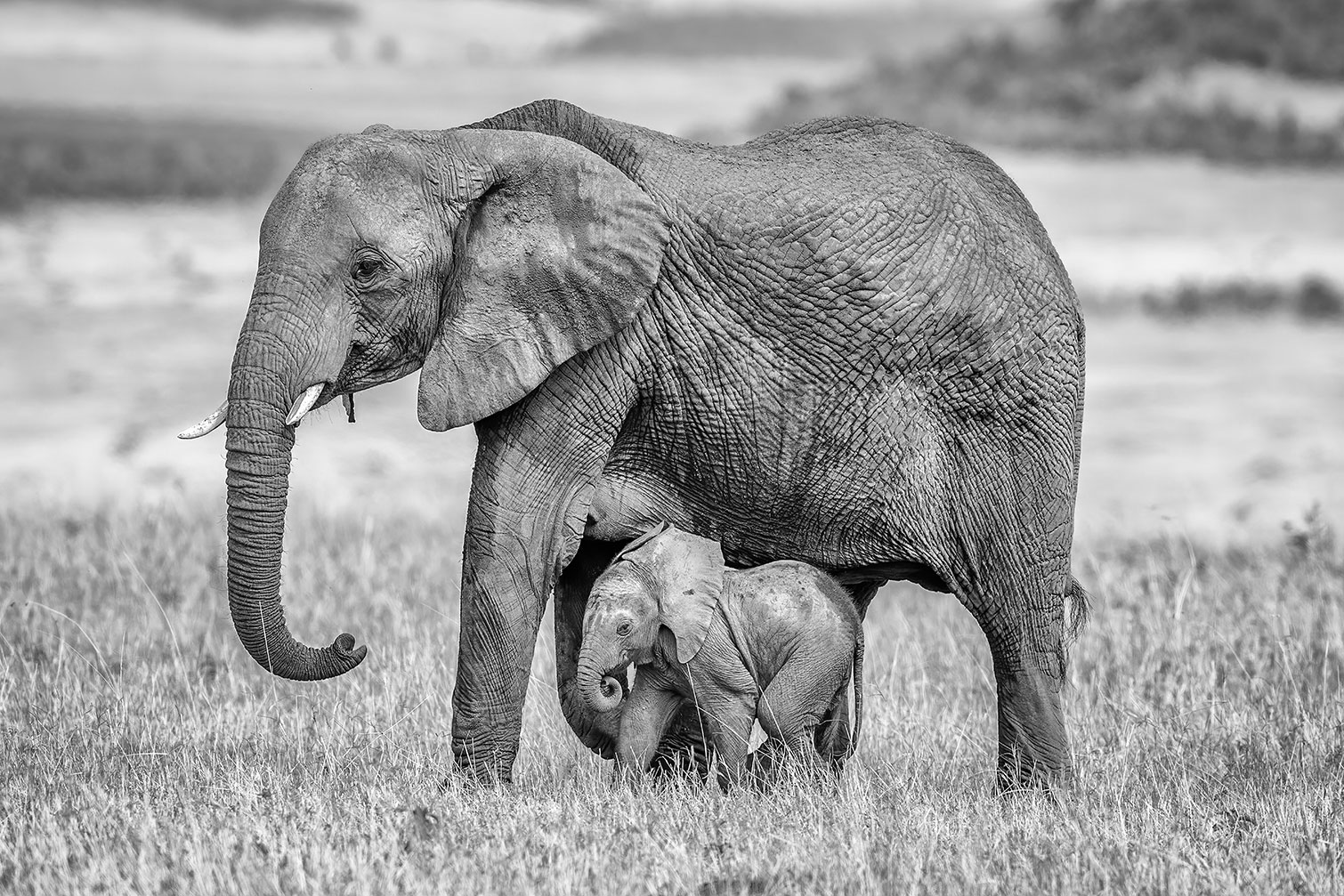 Tableau Mère éléphant, HEXOA