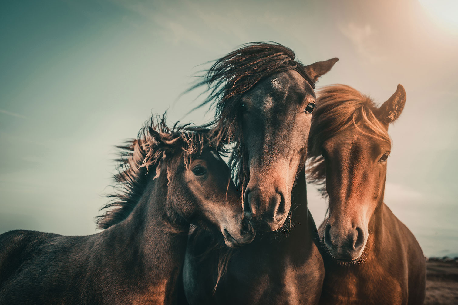 Tableau chevaux horse family, HEXOA
