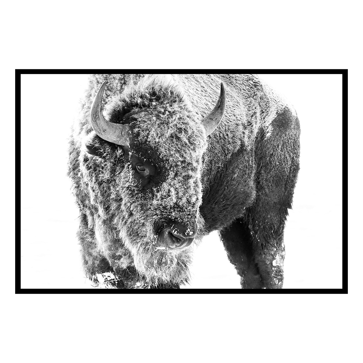 Affiche encadrée bison enneigé en noir et blanc, HEXOA