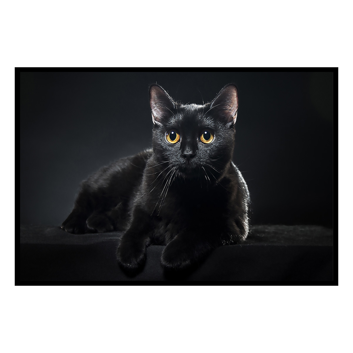 Affiche encadrée chat noir au regard doré, HEXOA