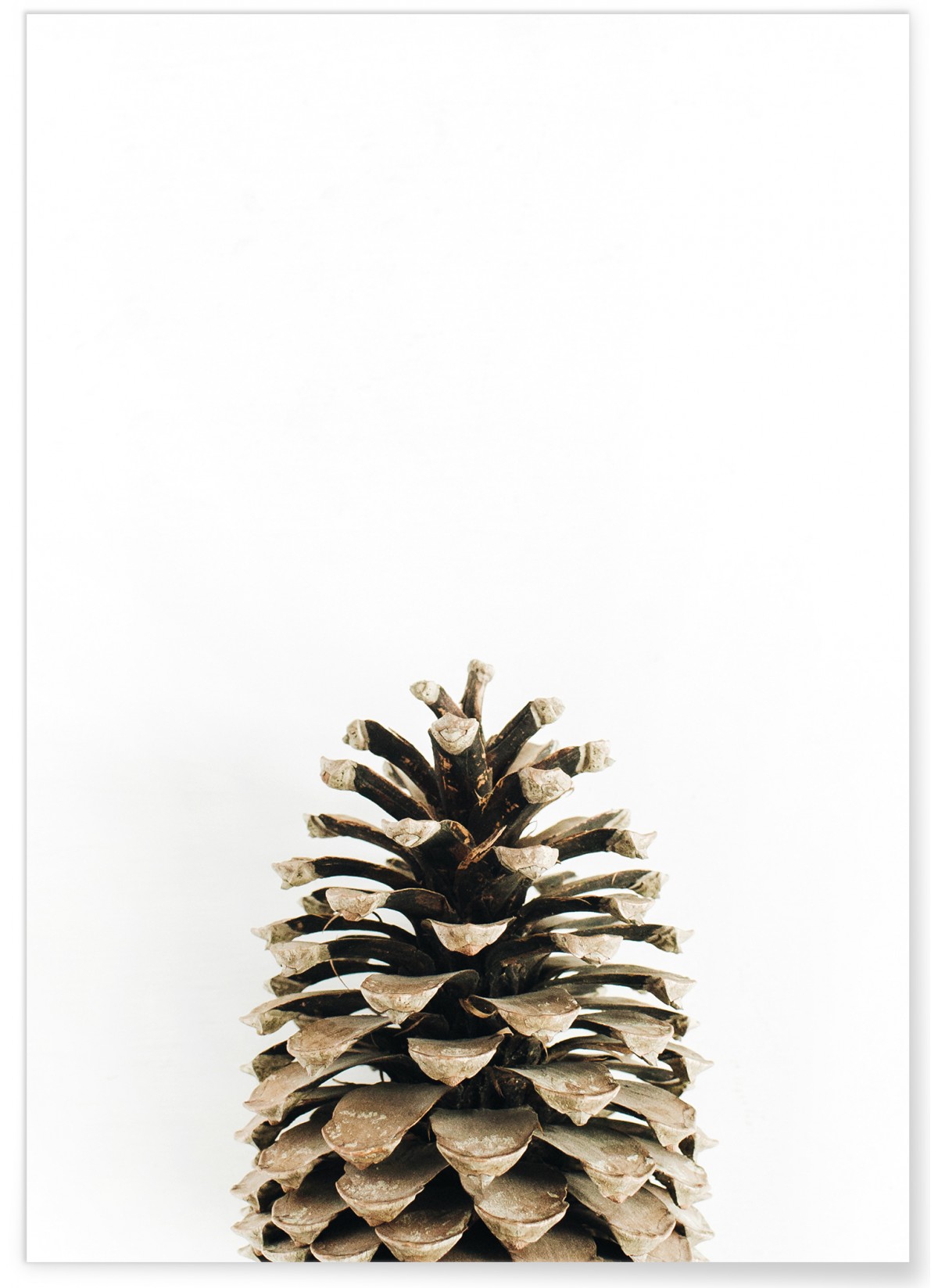 Poster Pomme de pin, L'AFFICHERIE