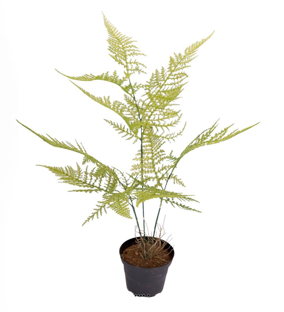 Asparagus Plumosus plante verte factice en p, ARTIFICIELLES