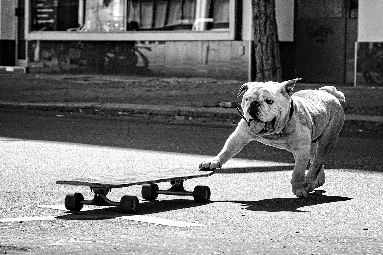 Tableau animaux skate dog, HEXOA