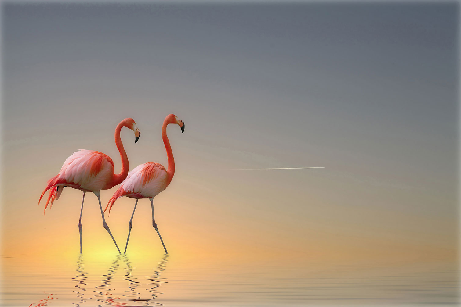 Tableau animaux flamands bleus, HEXOA