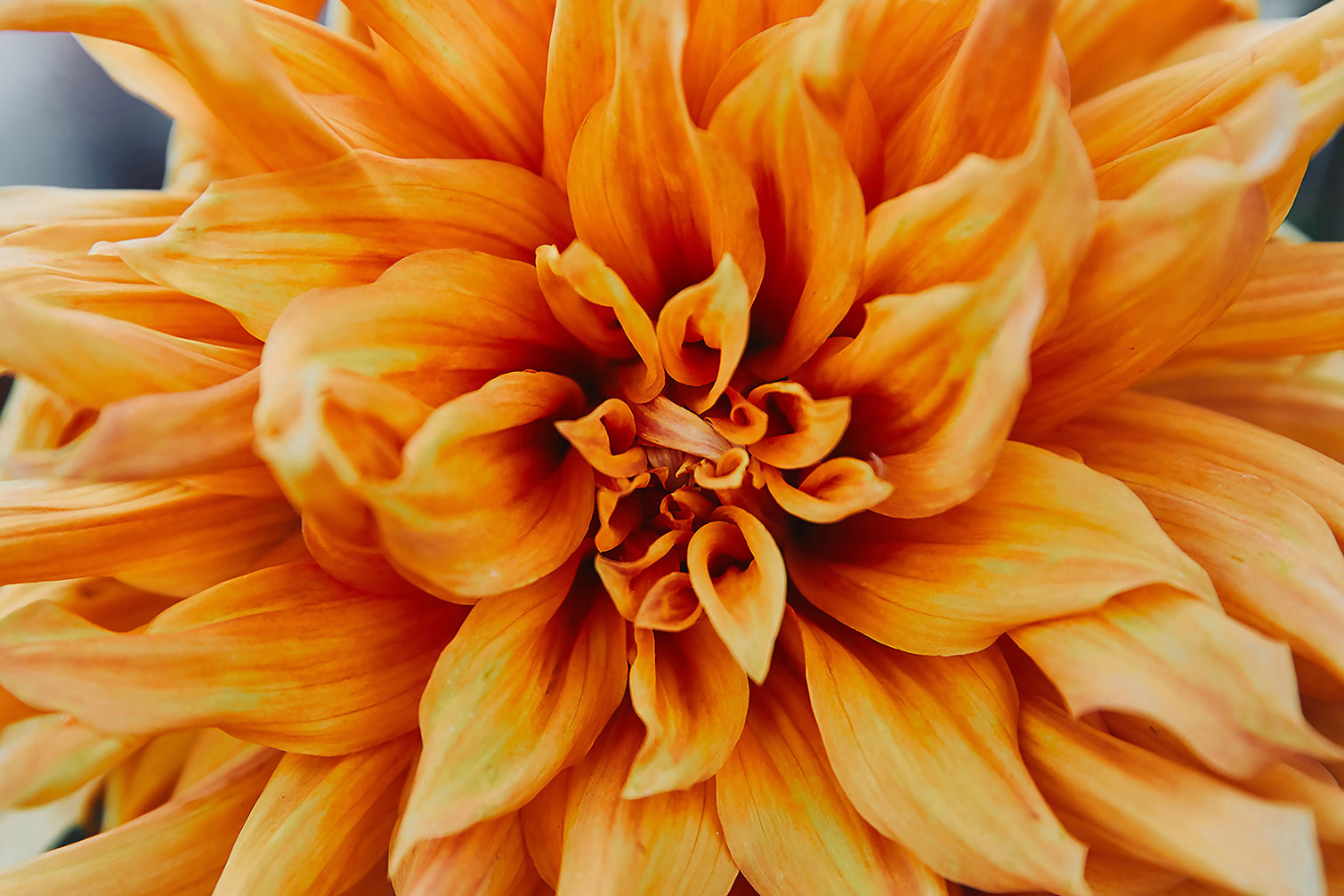 Tableau Tableau fleurs coeur de chrysanthème, HEXOA