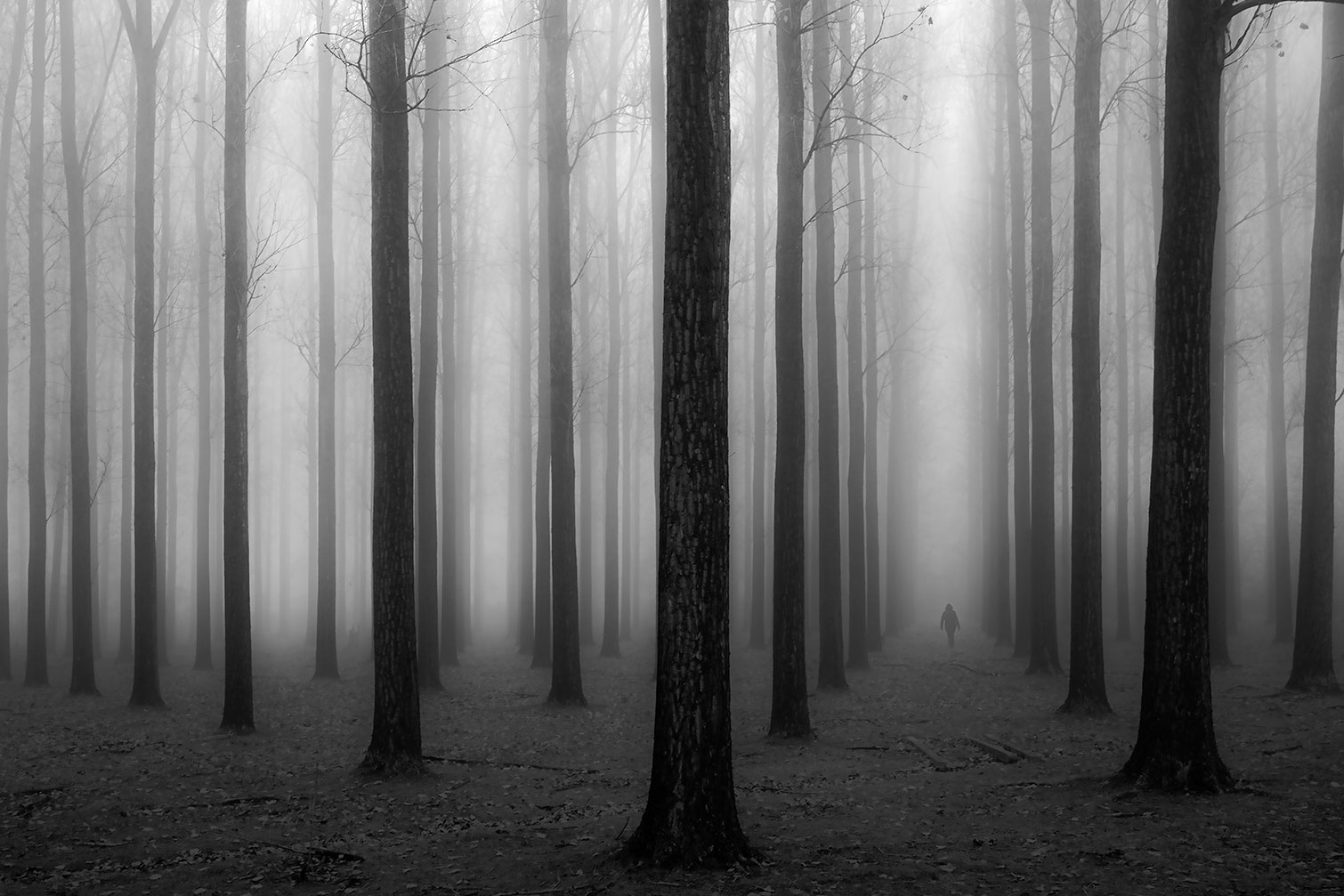 Tableau nature foggy weather, HEXOA
