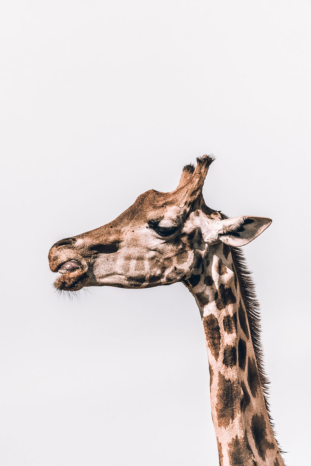 Tableau animaux prendre de la hauteur, HEXOA