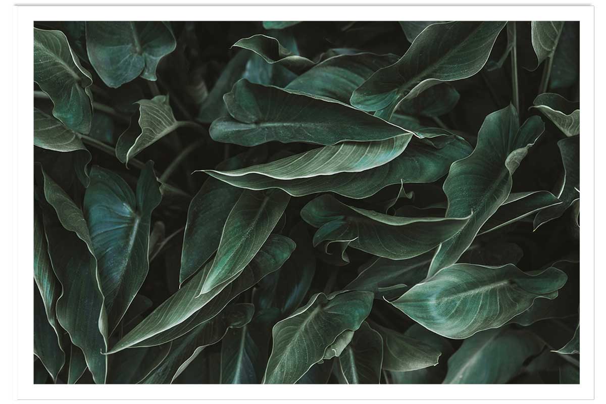 Affiche green leaves, HEXOA
