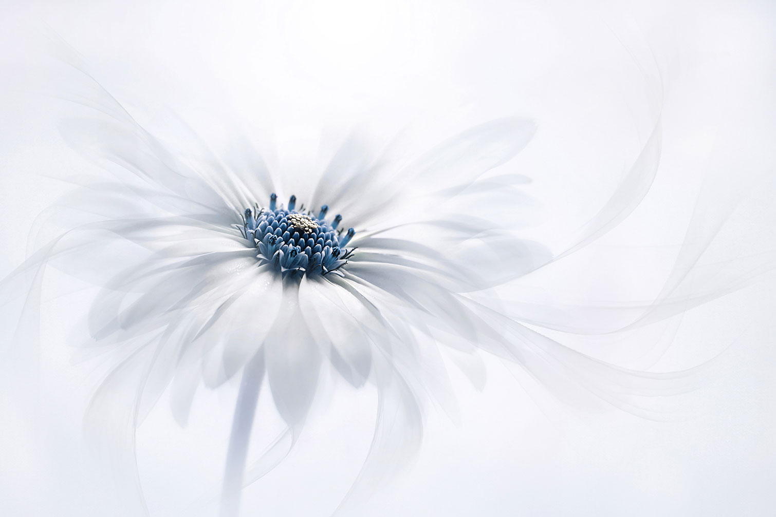 Tableau fleurs serenity, HEXOA