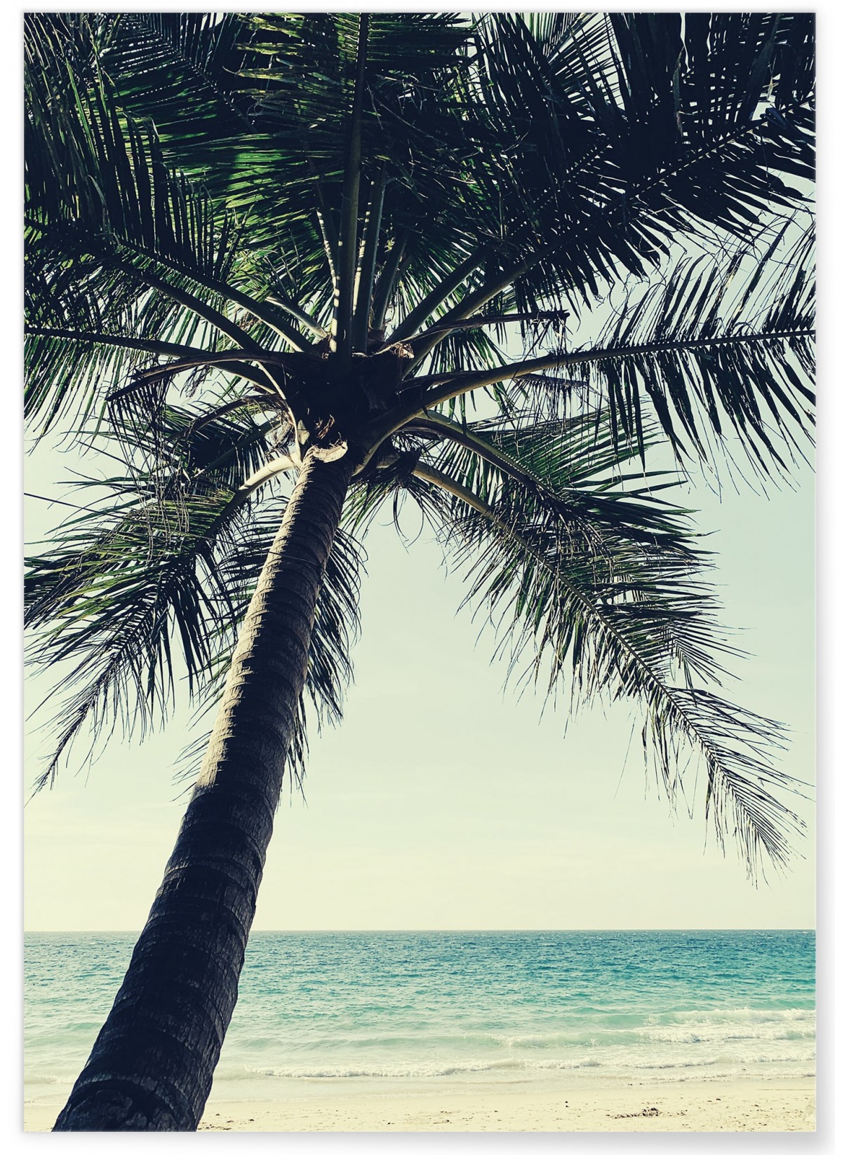 Poster Nature Palmier plage, L'AFFICHERIE