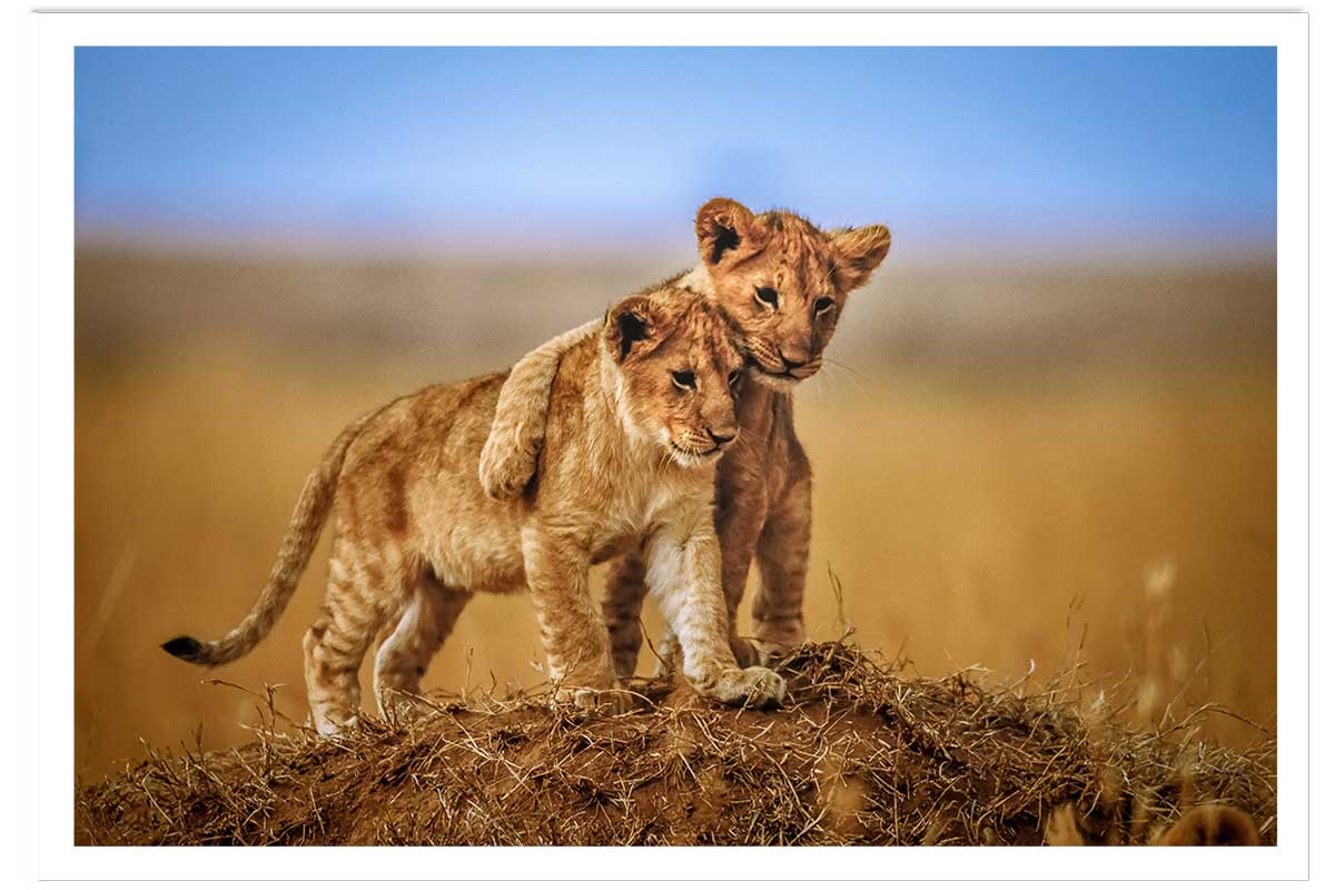 Affiche animaux brothers for the life, HEXOA