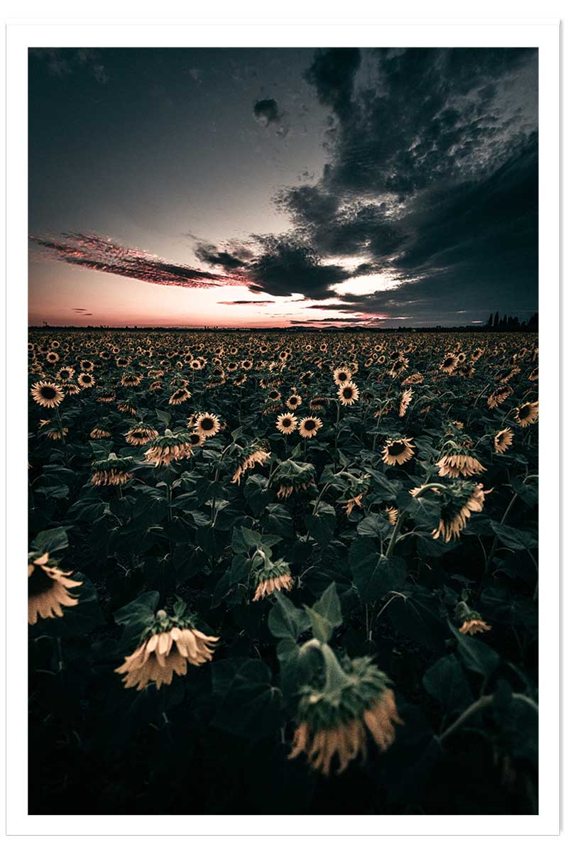Affiche fleurs wake up sunflowers!, HEXOA
