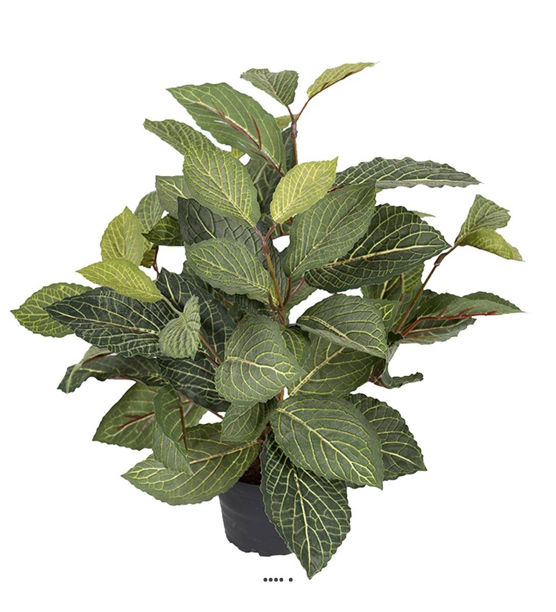 Fitonnia artificiel en pot, H 40 cm, D 40, ARTIFICIELLES