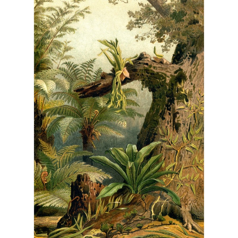 Poster dessin tropical Ferns Right Side, THE DYBDAHL CO
