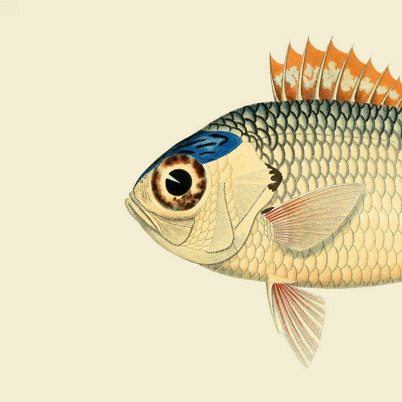 Affiche tête de poisson Poisson soldat, THE DYBDAHL CO