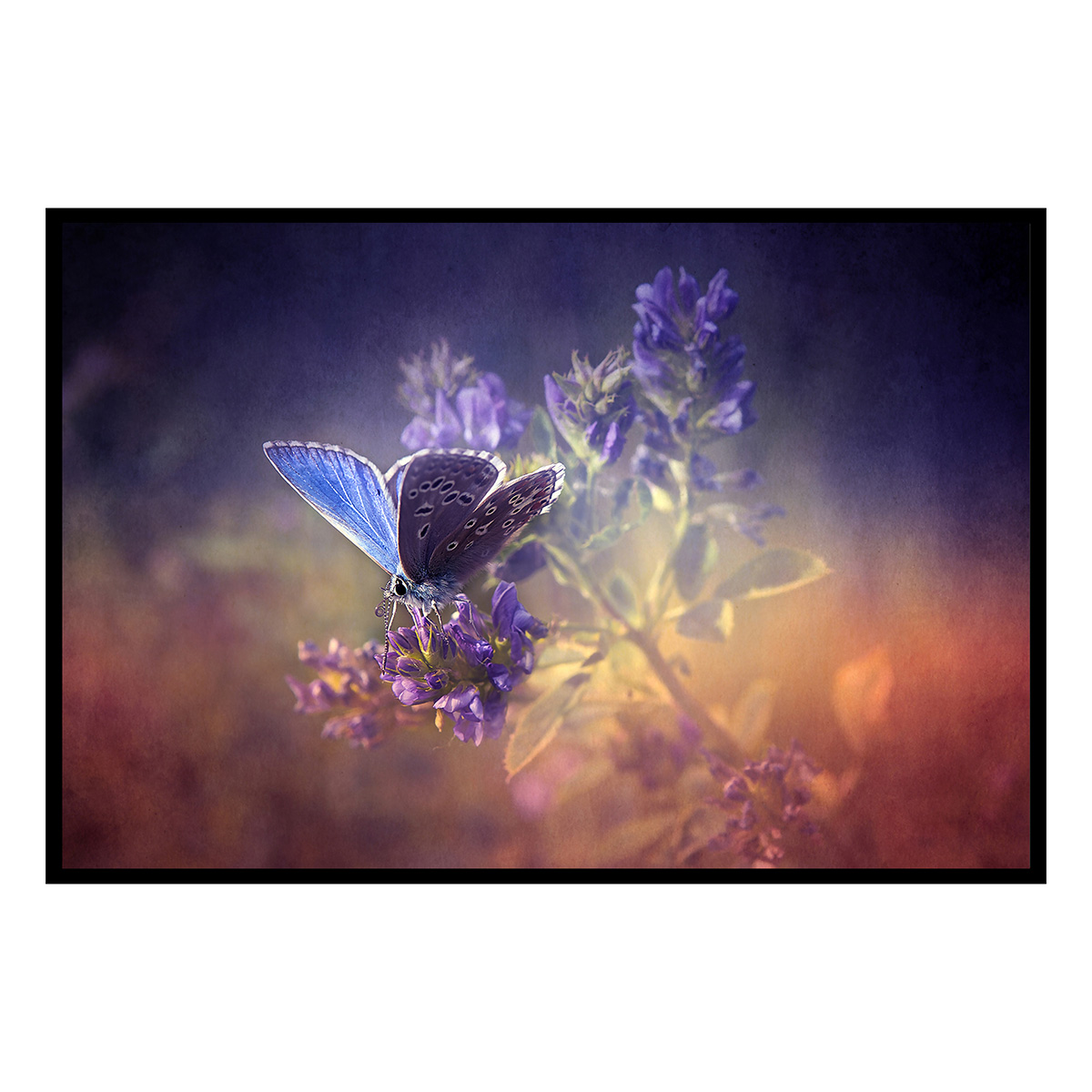 Affiche encadrée – Papillon bleu sur fleur violette, poésie naturelle, HEXOA