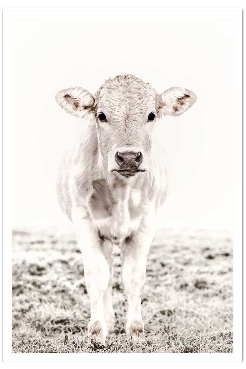 Affiche enfant veau, HEXOA