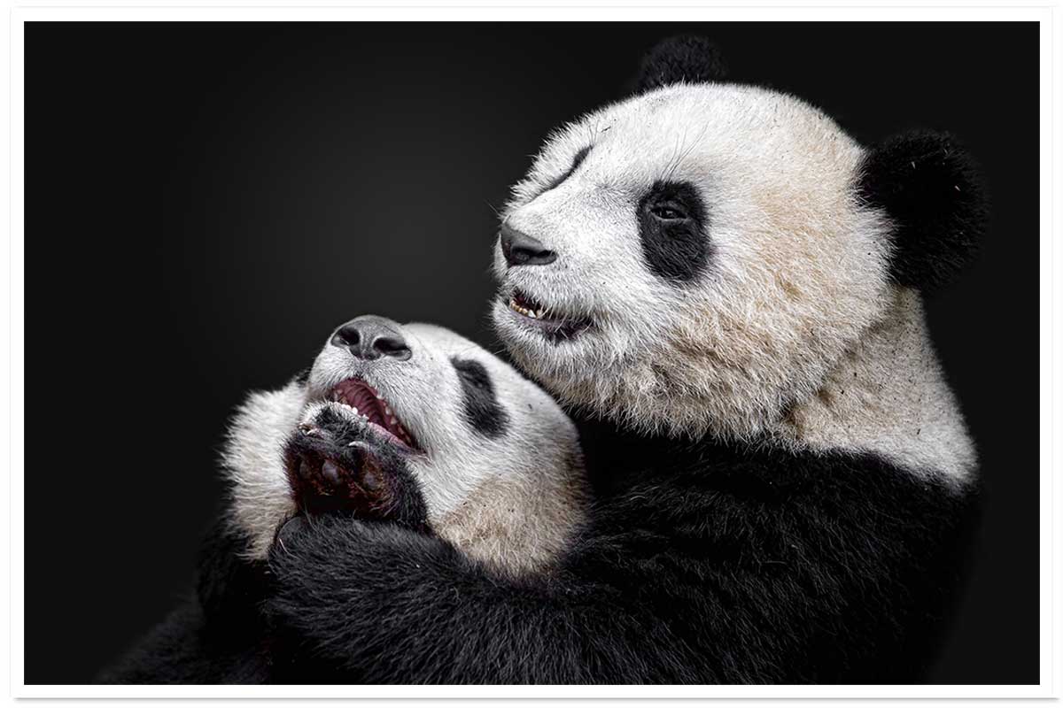 Affiche enfant pandas, HEXOA