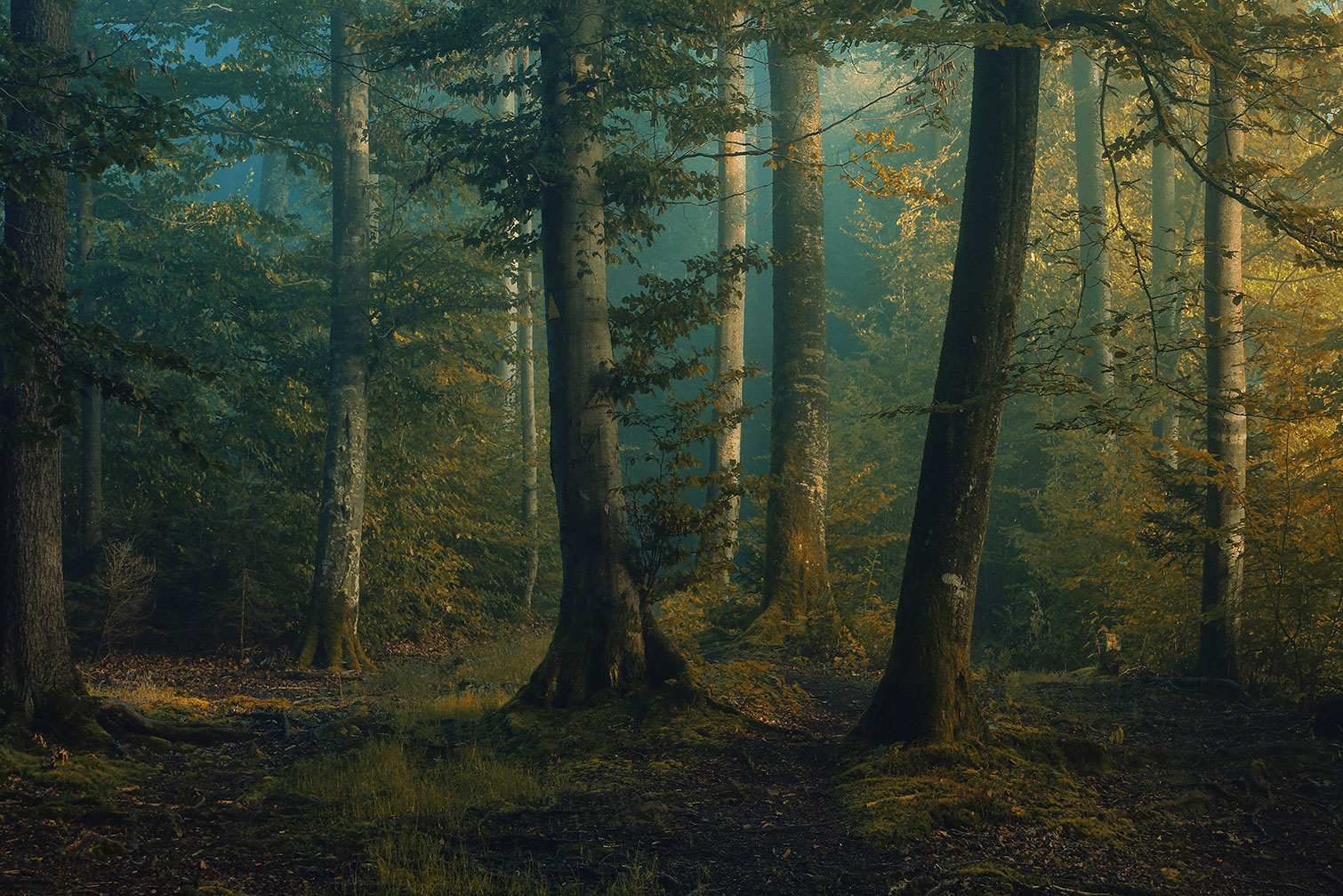 Tableau sous-bois en octobre, HEXOA