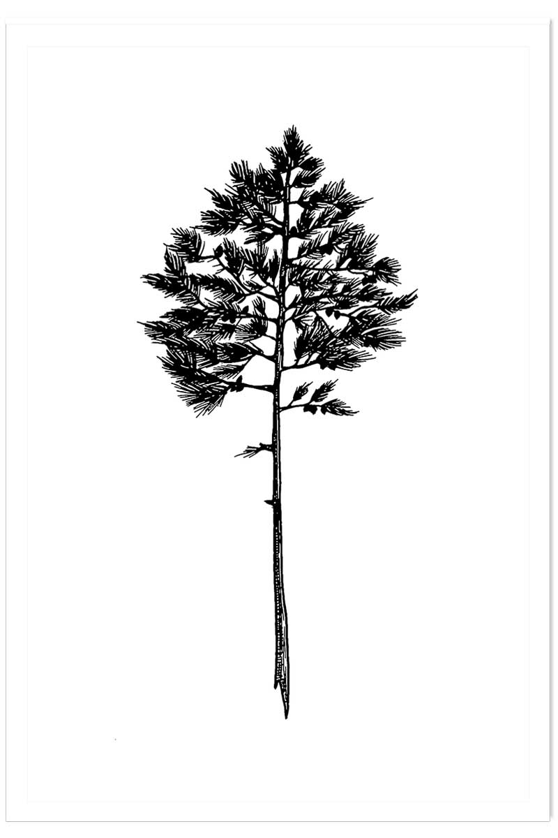 Poster pin landais, HEXOA