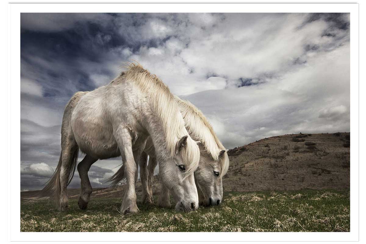 Affiche Chevaux blancs, HEXOA