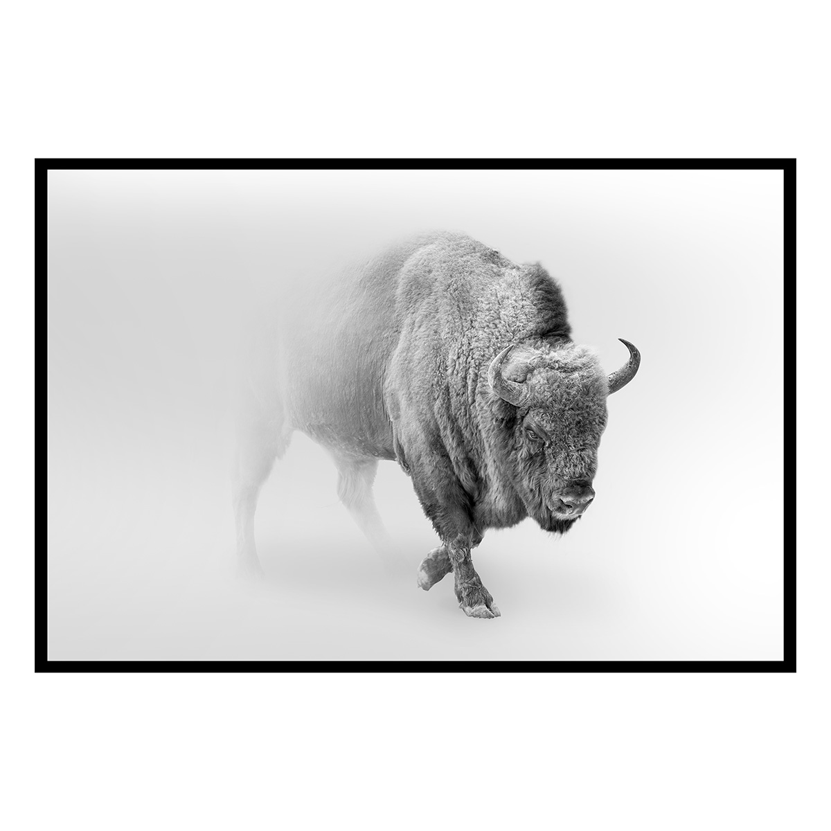 Affiche encadrée bison en noir et blanc dans la brume, HEXOA
